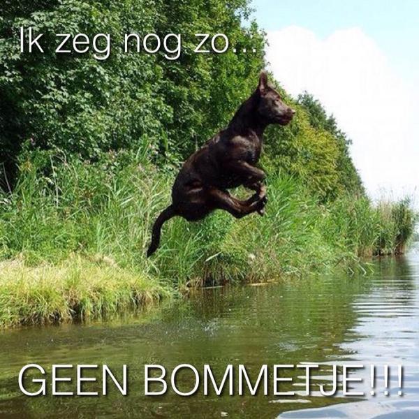 PetLifeMagazine's tweet image. 