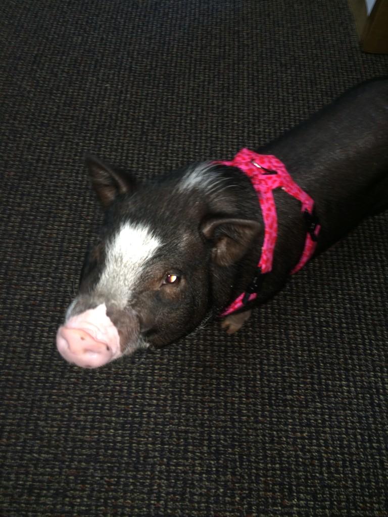 Montgomery Biscuits (BiscuitBaseball) Twitter