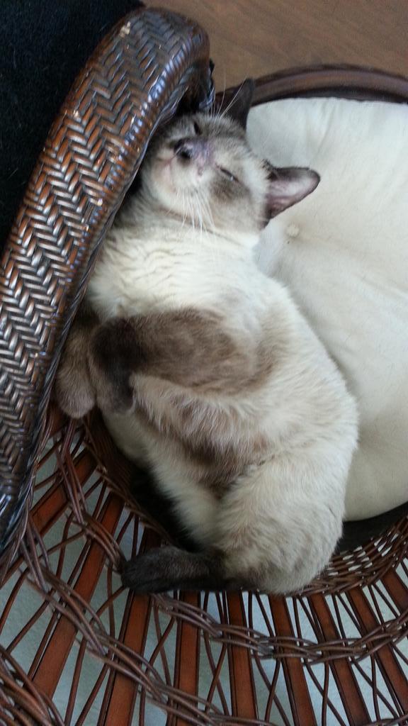 pixelhere's tweet image. Is this kitteh silly or whut? 🐱🔫