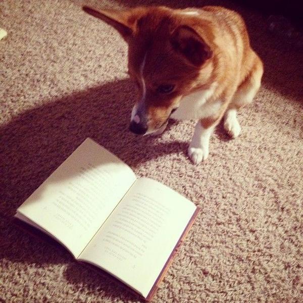 nypl's tweet photo. Even puppies are hopping on the #ireadeverywhere trend! Looking good @baxterbthecorgi! http://t.co/HcDgVmurFa http://t.co/aCEMlYgDlE
