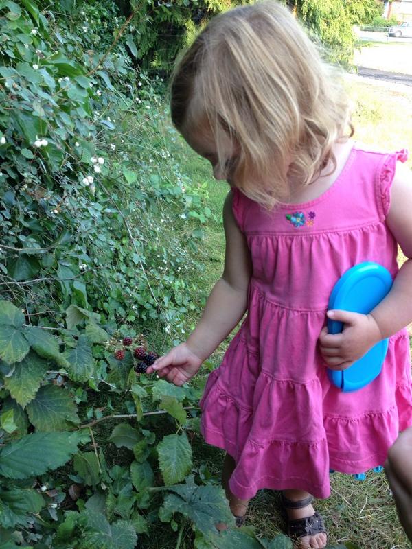wseattlenanny's tweet photo. Black berries are ripe for the picking in #westseattle today! @SeattleParks @westseattleblog #nannylife http://t.co/H0bFMDlJz0