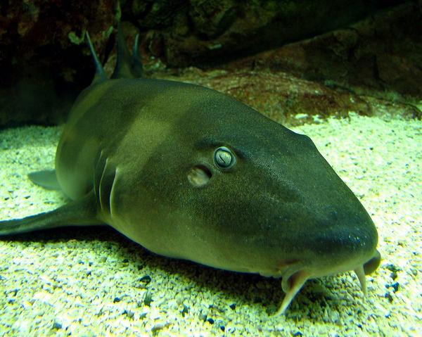 VapeUncle's tweet image. The Blind Shark! They get their name because they close their eyes when caught by fishers. #SharkWeek