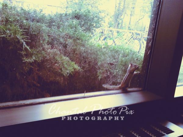 Photo_Lass's tweet photo. New wildlife photo! 2 new photos to my Flickr "Wildlife" photoset: https://t.co/GMoj1jcpwO http://t.co/bpKIm7qK3L