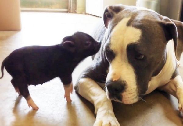 barkbox for pitbulls