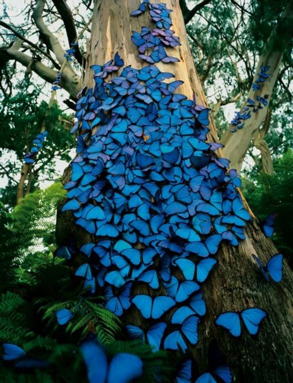This is what blue butterflies in the Amazon rainforest in Brazil look like.