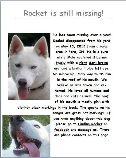 FindingRocket's tweet photo. Help us find Rocket 🙏 Finding Rocket on Facebook too http://t.co/M3Q00uHEEU