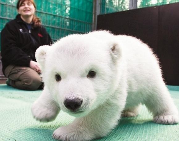 rybotics's tweet photo. Baby Polar Bear http://t.co/1HO6Fsv0Y0