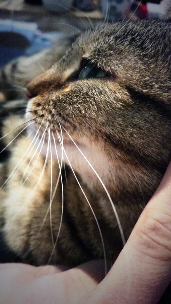 Permalink til innebygd bilde