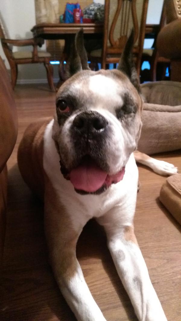 AustinDogWalker tweet picture