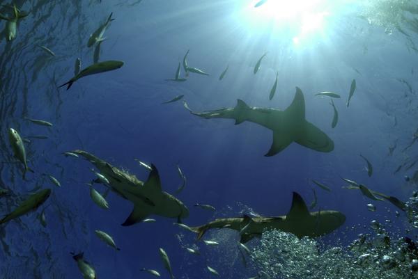 SharkWeek's tweet photo. Prove you've got the endurance of a shark! Take the first #VWSharkWeek challenge. http://t.co/ITi4cVvH5i @VW http://t.co/sWb9fxUTE4