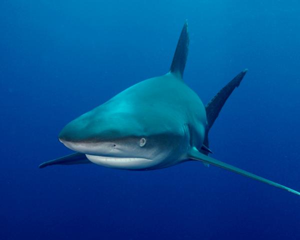 VapeUncle's tweet image. Bull sharks live in both the fresh water and salt water found around the world. #SharkWeek