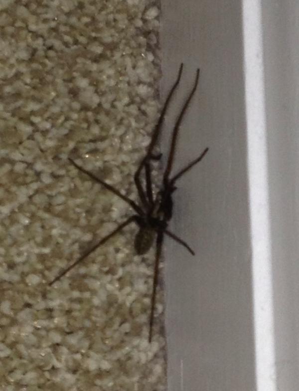 Stoppers0110's tweet image. I don't care how wet it is outside, you are not, I repeat, NOT sleeping in my room! #outyougo