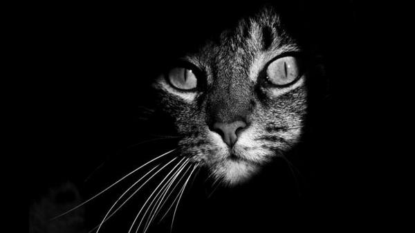 nmas's tweet photo. #Fotogalería La misteriosa vida de los gatos http://t.co/QvVhVlZGDf http://t.co/RdTfHGcK94