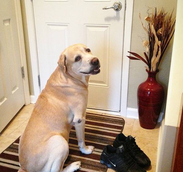 HunterYellowLab's tweet photo. Mommy get daddy. Tell him I am ready to go outside! Tell him I have his sneakers ready

#pets #dogs #outside #walk http://t.co/tb6n0CcrnS