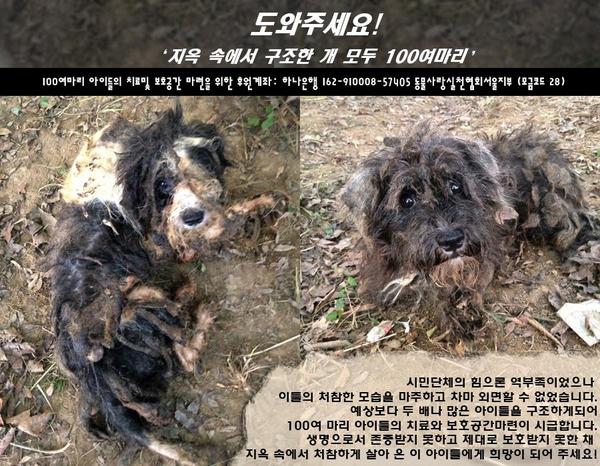FromCareKorea's tweet photo. [현재 73%달성] 여러분의 작은 정성이 이 아이들에게 희망이될 수 있습니다. 동물사랑실천협회와 함께 지옥 속에서 구조 한 100여 아이들에게 새 삶을 열어주세요! http://t.co/G3Dff1oclh http://t.co/VPKLupryzt