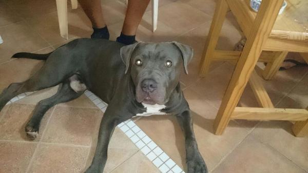 yudit893's tweet photo. Mi nuevo miembro de la familia!! Y ya lo adoroo😍😍 http://t.co/xmPMQN7ohg