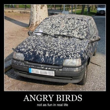 VIPAutoShipping's tweet image. Bet the people at the car wash were not happy to see this guy pull in!