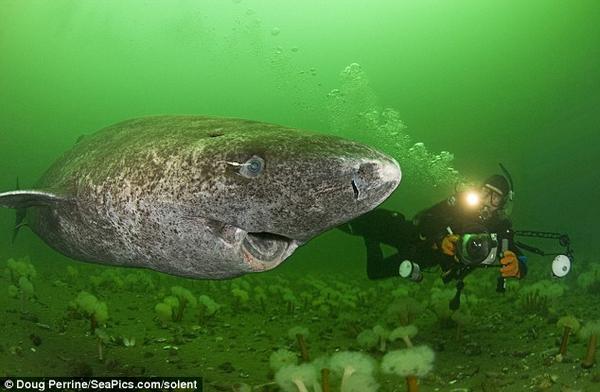 VapeUncle's tweet image. The first video images of a Greenland shark in its natural environment were not obtained until 2003 #SharkWeek