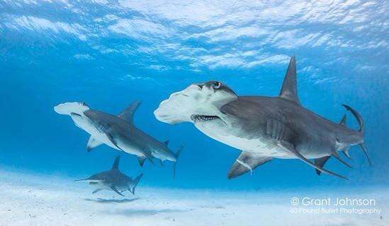 Annie Guttridge tweet media