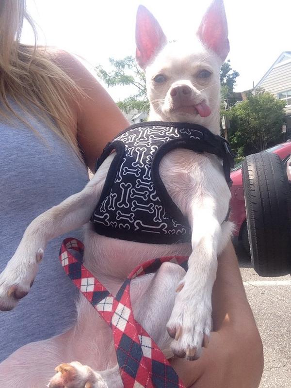 kaydwill's tweet image. I'm sorry but my dog is definitely better then your dog