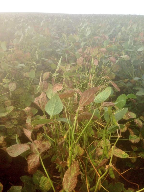 Sudden death syndrome beginning to be more prevalent in many S-C Nebraska soybean fields. #crop14