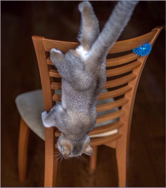 The Cult Cat (@elverojaguar) on Twitter photo 