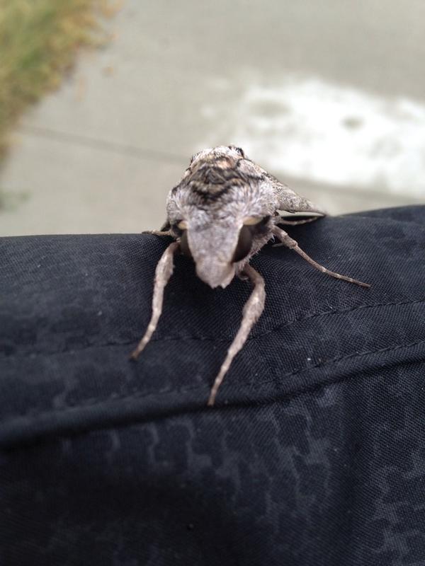 HuskerHort's tweet photo. @unlEntoIDLab @UNLEntomology try this one... Why Hello tomato hornworm... http://t.co/NEs1CQTIs3