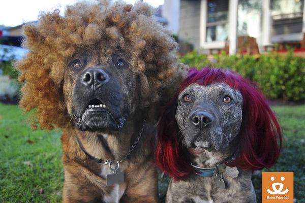 bestfriends's tweet photo. Happy #NationalDogDay! How are you celebrating? ^MM http://t.co/MIZgsyiqEH