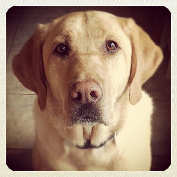 Happy National Dog Day!