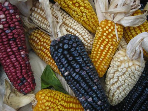 El maíz se domesticó hace 7 mil años atrás! #orgullorural