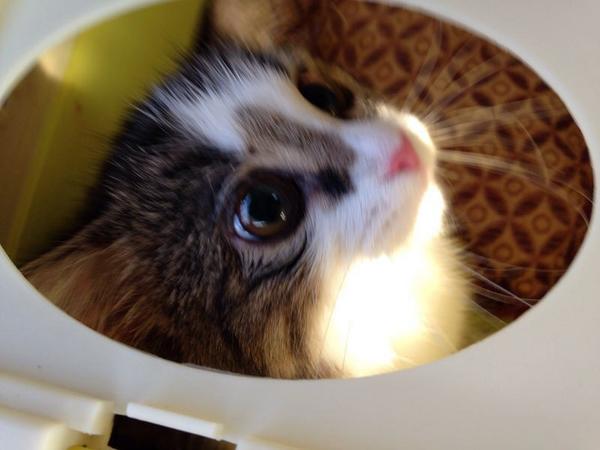 Toffe The Cat tweet media