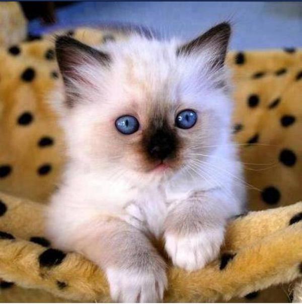 Cute Pets Pictures tweet media