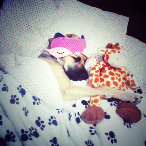 andypaz10's tweet photo. ella es lola 🐶🐾😍 @adncali  #DiaDelPerro http://t.co/AJm51wC9hG
