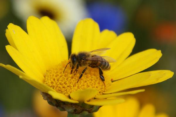 emoltecnologia's tweet photo. En 15 años Chile podría perder las abejas o convertirse en su último refugio  http://t.co/X2cusfx1BH http://t.co/VbbHHU2uf3