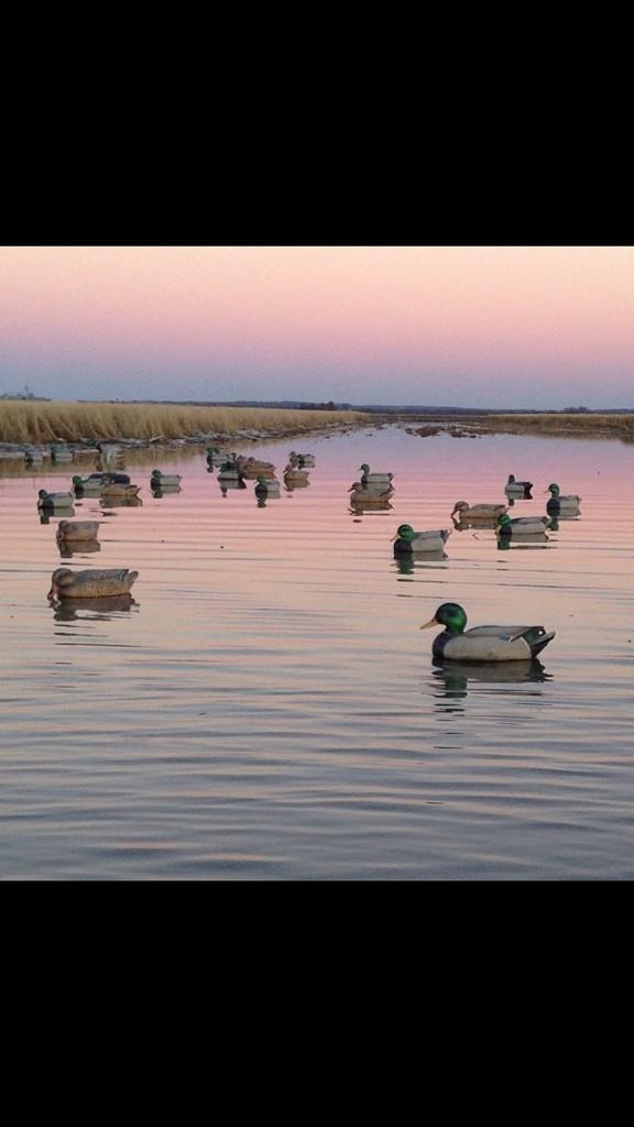 HuntRaw's tweet photo. A product we trust @BandedBrands #HuntRAW #RealActionWaterfowl #Bandedblocks #TheSeason http://t.co/5sipIFkL4i