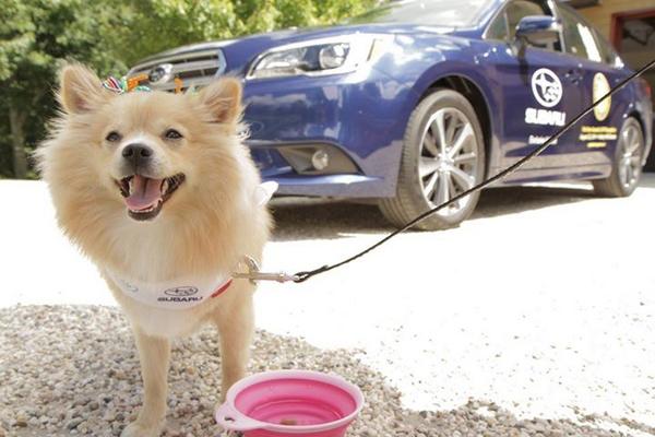 subaru_usa's tweet image. Happy #NationalDogDay to our favorite furry passengers.