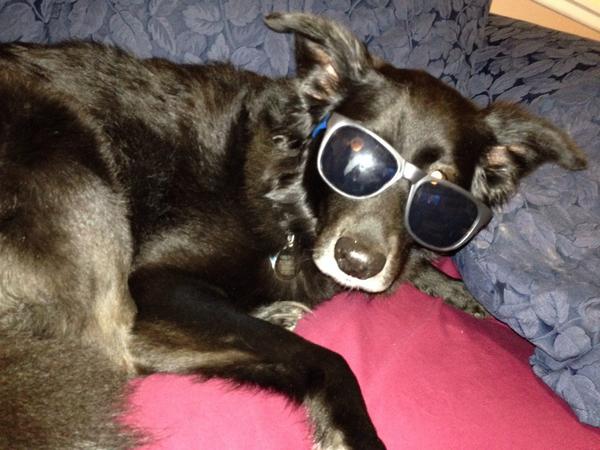 NickyT_BG's tweet photo. #HappyDogDay to Coco Brewski. You the best hound and the best family member our family has. http://t.co/jo4B6HN31g