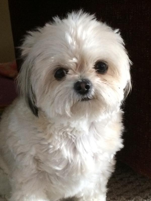Jessica Duncan (@jsduncan1978) on Twitter photo My fur baby Miss Millie Moo!! She is a whopping 6 lbs of love! <a href="/TheStarPress/">The Star Press</a> #NationalDogDay My fur baby Miss Millie Moo!! She is a whopping 6 lbs of love! <a href="/TheStarPress/">The Star Press</a> #NationalDogDay