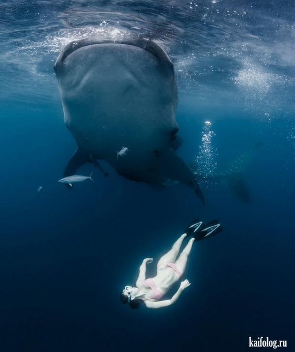 Мощность кита под водой. Акула в океане. Плавать в океане. Море под водой с акулами. Океан под водой.