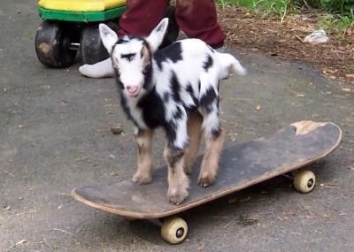 Nawsked's tweet image. Just to cheer you up if you're having a bad day.