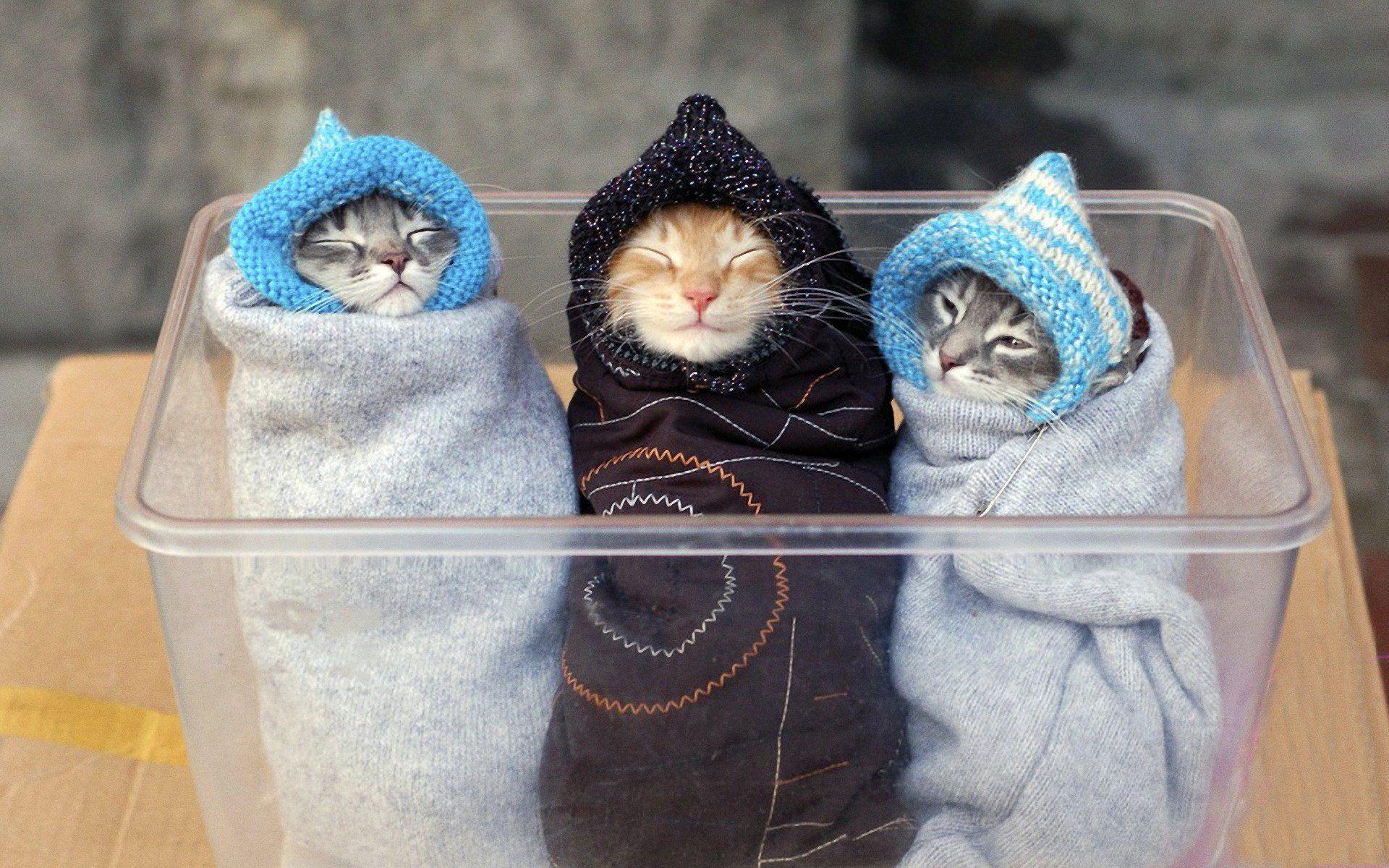 猫画像 Twitter Search Twitter