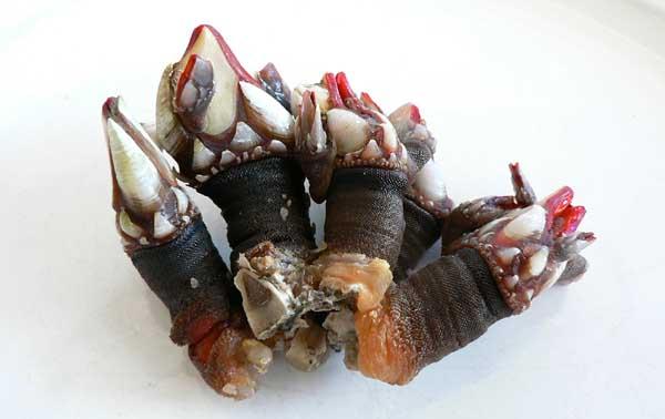 MakeEatEasy's tweet image. Does anyone know how these guys are called in English? They're called "Percebes" in Spain. They're delicious BTW.