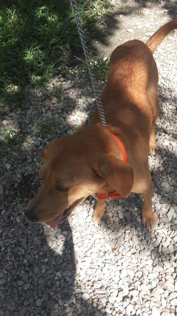 jenydasilva's tweet photo. #Juakin visitando a este muñeco @villaaracelis1 gracias por cuidar a este bebé. Es muy noble y se porta muy bien http://t.co/ivev5U7J6q