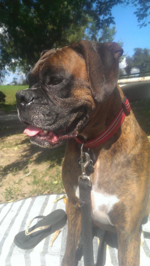 RealLifeRocco's tweet photo. I dunno what it means but mum says I'm a #dudemagnet at the beach.  🐾 😎 💪👍 http://t.co/LtO7fR1Ivz