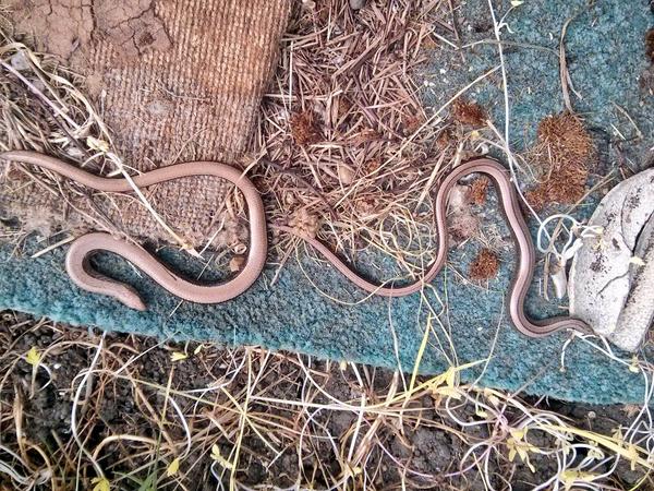 marksallotment's tweet photo. Slowies on the #allotment today. #leglesslizards #notsnakes http://t.co/7DpNXbB2f1