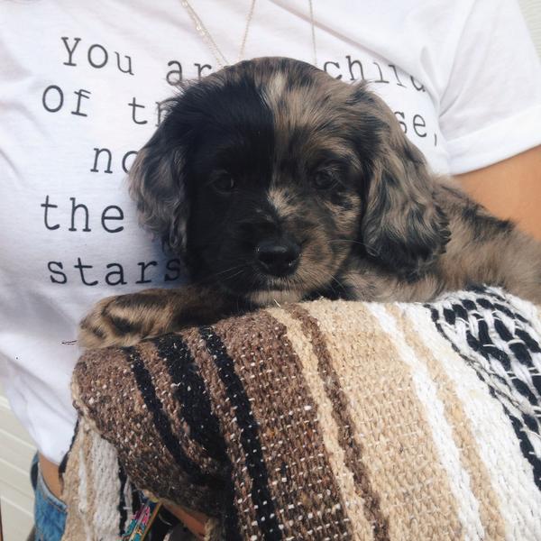 Orion Carloto on Twitter "SADLYSAM he's half cocker spaniel half