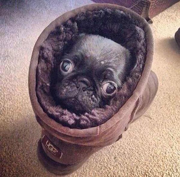 happy sunday! here's a pug in an ugg.