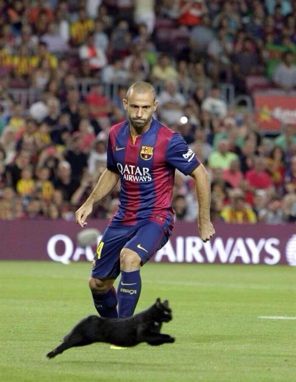 Nou Camp Cat (@NouCampCat) | Twitter