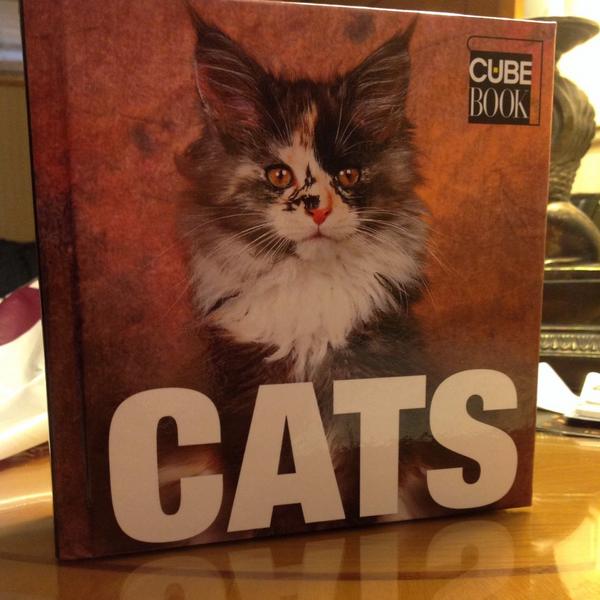 Toffe The Cat tweet media