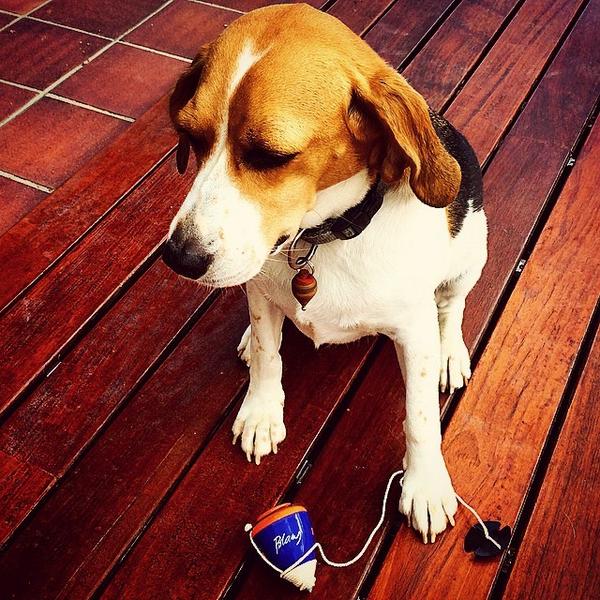 fotobib's tweet photo. Foto de baldufatrau a IG -> la #baldufa diu q aquesta #fmbib es passa a la colla dels #blaus #fotobib http://t.co/VfEFiZ9nev